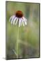 Pale Purple Coneflower in North Dakota, USA-Chuck Haney-Mounted Photographic Print