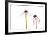 Pale Purple Coneflowers. Marion County, Illinois, USA.-Richard & Susan Day-Framed Photographic Print