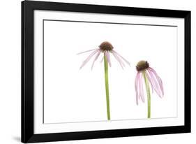 Pale Purple Coneflowers. Marion County, Illinois, USA.-Richard & Susan Day-Framed Photographic Print