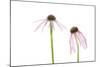 Pale Purple Coneflowers. Marion County, Illinois, USA.-Richard & Susan Day-Mounted Photographic Print