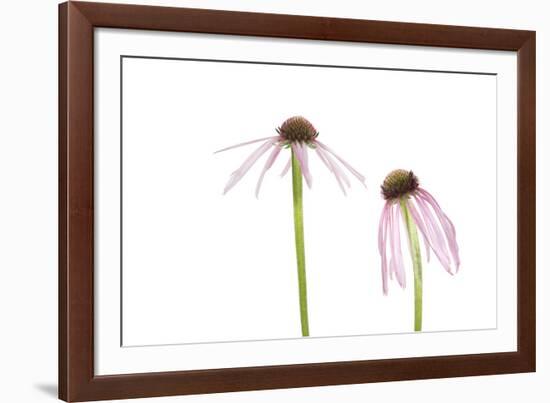 Pale Purple Coneflowers. Marion County, Illinois, USA.-Richard & Susan Day-Framed Photographic Print