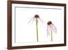 Pale Purple Coneflowers. Marion County, Illinois, USA.-Richard & Susan Day-Framed Photographic Print