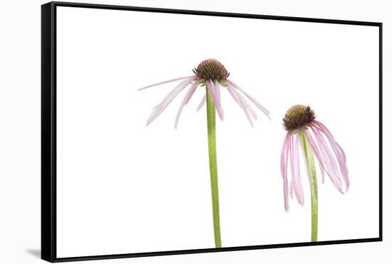 Pale Purple Coneflowers. Marion County, Illinois, USA.-Richard & Susan Day-Framed Stretched Canvas