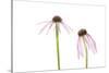 Pale Purple Coneflowers. Marion County, Illinois, USA.-Richard & Susan Day-Stretched Canvas