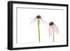 Pale Purple Coneflowers. Marion County, Illinois, USA.-Richard & Susan Day-Framed Photographic Print