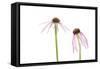 Pale Purple Coneflowers. Marion County, Illinois, USA.-Richard & Susan Day-Framed Stretched Canvas