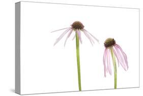 Pale Purple Coneflowers. Marion County, Illinois, USA.-Richard & Susan Day-Stretched Canvas