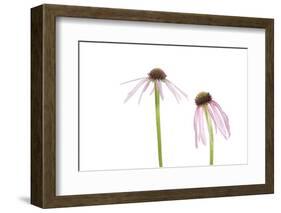 Pale Purple Coneflowers. Marion County, Illinois, USA.-Richard & Susan Day-Framed Photographic Print