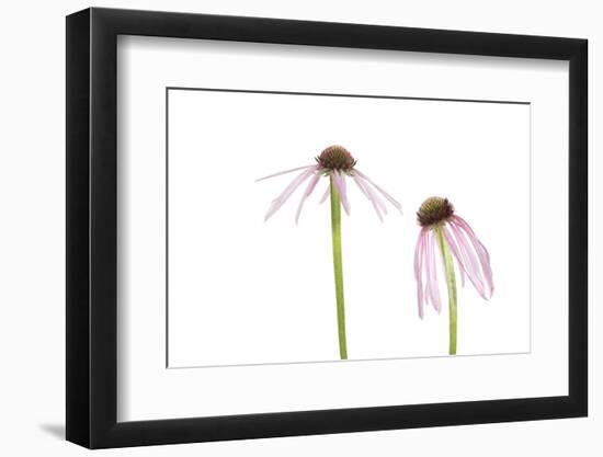 Pale Purple Coneflowers. Marion County, Illinois, USA.-Richard & Susan Day-Framed Photographic Print