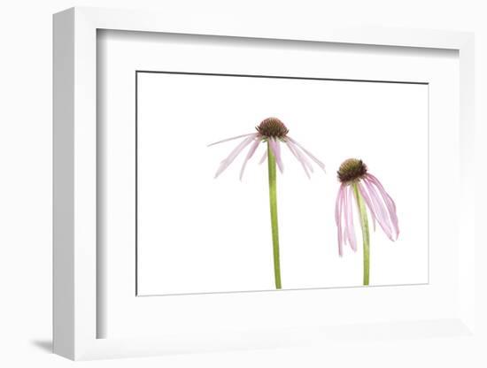 Pale Purple Coneflowers. Marion County, Illinois, USA.-Richard & Susan Day-Framed Photographic Print