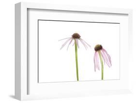 Pale Purple Coneflowers. Marion County, Illinois, USA.-Richard & Susan Day-Framed Photographic Print