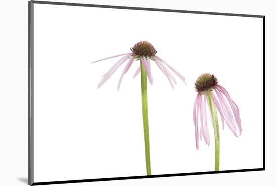 Pale Purple Coneflowers. Marion County, Illinois, USA.-Richard & Susan Day-Mounted Photographic Print