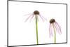 Pale Purple Coneflowers. Marion County, Illinois, USA.-Richard & Susan Day-Mounted Photographic Print