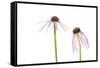 Pale Purple Coneflowers. Marion County, Illinois, USA.-Richard & Susan Day-Framed Stretched Canvas