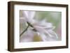 Pale romance-Heidi Westum-Framed Photographic Print