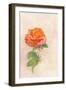 Pale Rose, 1980s-George Adamson-Framed Giclee Print