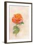 Pale Rose, 1980s-George Adamson-Framed Giclee Print