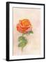 Pale Rose, 1980s-George Adamson-Framed Giclee Print