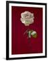 Pale rose on deep red background-null-Framed Photographic Print