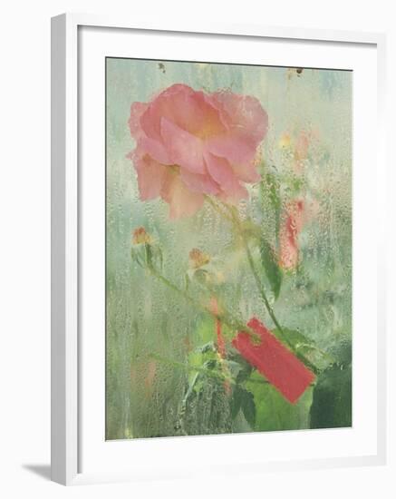 Pale Salmon Pink Rose Against a Window Pane with Heavy Condensation-Woolfitt Adam-Framed Photographic Print