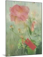 Pale Salmon Pink Rose Against a Window Pane with Heavy Condensation-Woolfitt Adam-Mounted Photographic Print