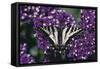 Pale Swallowtail Butterfly-DLILLC-Framed Stretched Canvas