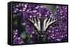 Pale Swallowtail Butterfly-DLILLC-Framed Stretched Canvas