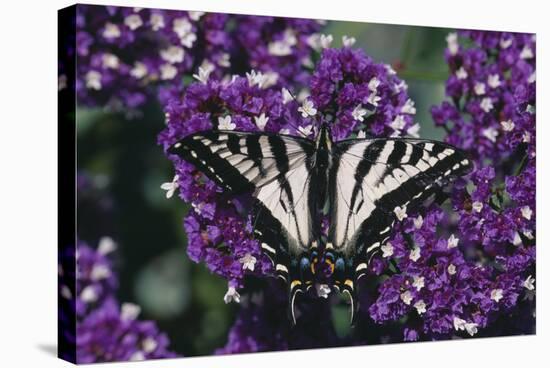 Pale Swallowtail Butterfly-DLILLC-Stretched Canvas