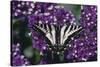 Pale Swallowtail Butterfly-DLILLC-Stretched Canvas