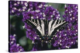 Pale Swallowtail Butterfly-DLILLC-Stretched Canvas