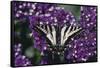 Pale Swallowtail Butterfly-DLILLC-Framed Stretched Canvas