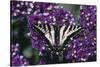 Pale Swallowtail Butterfly-DLILLC-Stretched Canvas