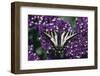 Pale Swallowtail Butterfly-DLILLC-Framed Premium Photographic Print