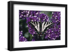 Pale Swallowtail Butterfly-DLILLC-Framed Premium Photographic Print