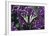 Pale Swallowtail Butterfly-DLILLC-Framed Photographic Print