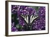 Pale Swallowtail Butterfly-DLILLC-Framed Photographic Print