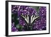 Pale Swallowtail Butterfly-DLILLC-Framed Photographic Print