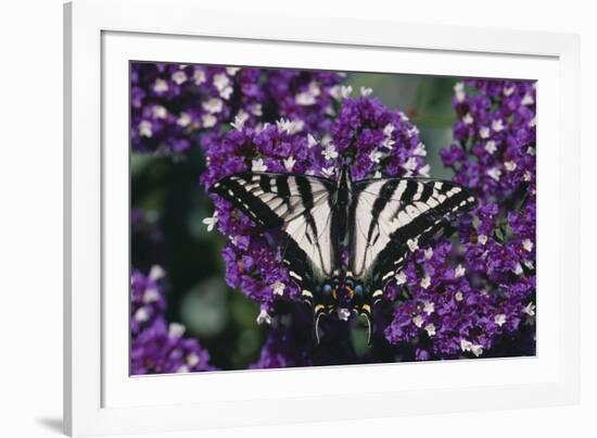 Pale Swallowtail Butterfly-DLILLC-Framed Photographic Print