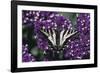 Pale Swallowtail Butterfly-DLILLC-Framed Photographic Print