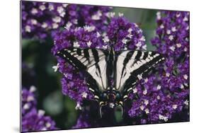 Pale Swallowtail Butterfly-DLILLC-Mounted Photographic Print