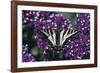 Pale Swallowtail Butterfly-DLILLC-Framed Photographic Print