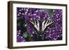 Pale Swallowtail Butterfly-DLILLC-Framed Photographic Print