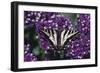 Pale Swallowtail Butterfly-DLILLC-Framed Photographic Print