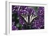 Pale Swallowtail Butterfly-DLILLC-Framed Photographic Print