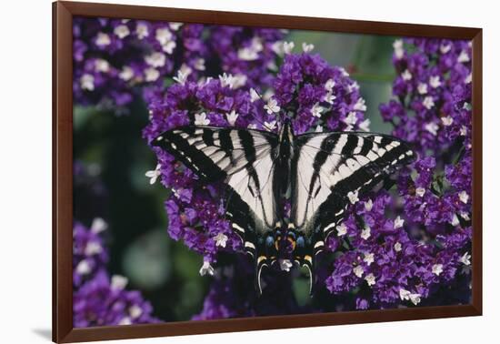 Pale Swallowtail Butterfly-DLILLC-Framed Photographic Print