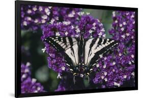 Pale Swallowtail Butterfly-DLILLC-Framed Photographic Print