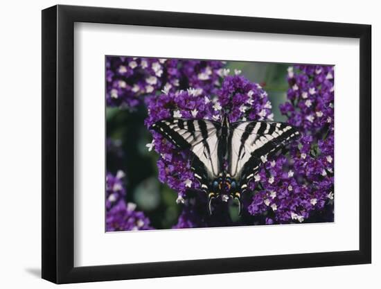 Pale Swallowtail Butterfly-DLILLC-Framed Photographic Print