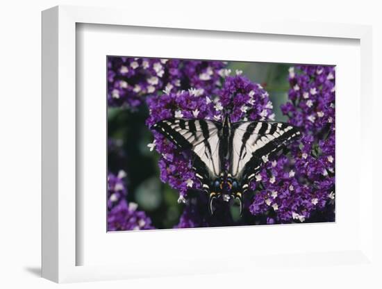 Pale Swallowtail Butterfly-DLILLC-Framed Photographic Print