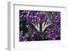 Pale Swallowtail Butterfly-DLILLC-Framed Photographic Print