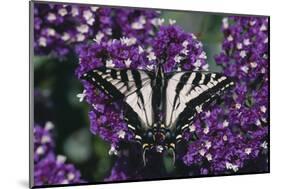 Pale Swallowtail Butterfly-DLILLC-Mounted Photographic Print